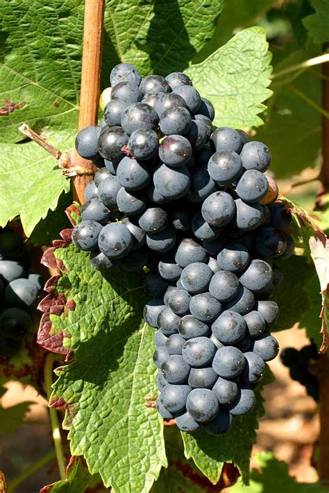 Сира (Шираз) - сорт винограда
