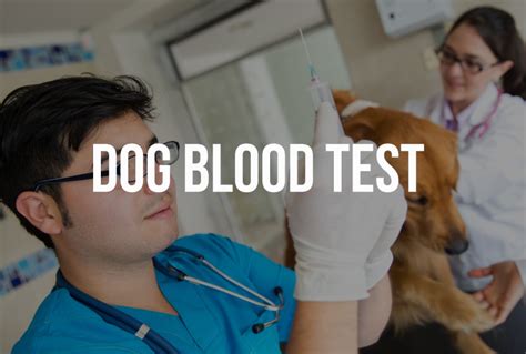 Dog Blood Test Dwarka Cat Blood Test Delhi Dog Doctor Dwarka Delhi