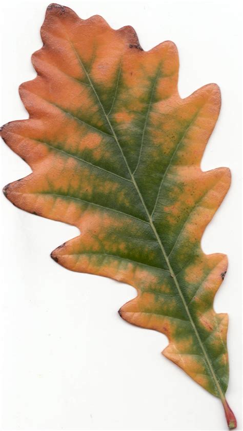 Fileautumn Swamp White Oak Leaf Wikimedia Commons