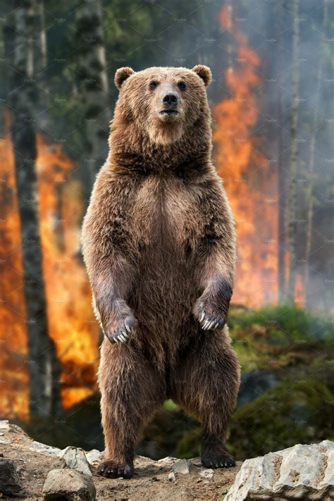 To bear up is from 1650s others connect the germanic word with latin ferus wild, as if it meant the wild animal (par. Big brown bear standing stands in bu ~ Animal Photos ...