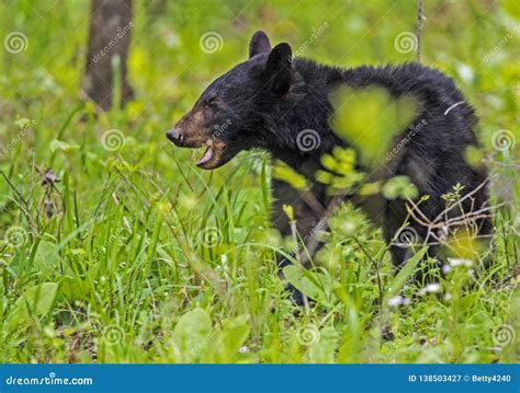 a little black bear cub feeding on green grass stock image image of black hungry 138503427