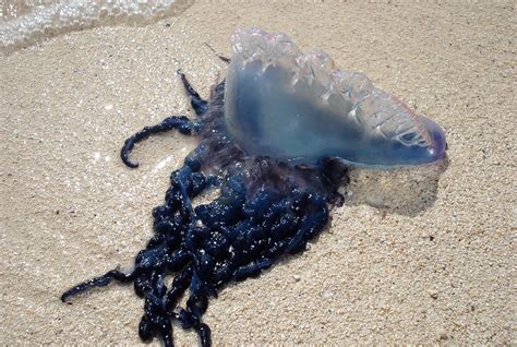 Jellyfish On The Gulf Coast Pensacola Pontoons