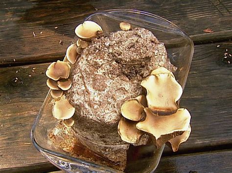 Grow Your Own Mushrooms Hgtv