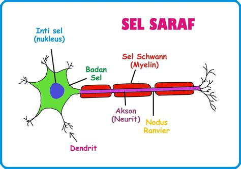 Macam Macam Sel Saraf Neuron Pengertian Struktur Dan Fungsinya Sexiz Pix