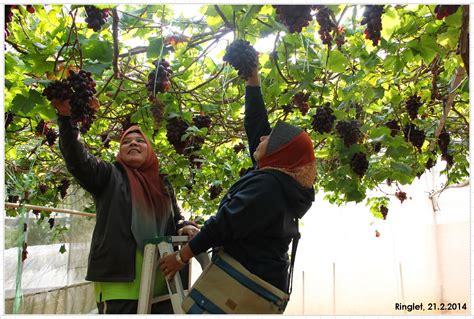 Our friendly trip advisor from ixigo helps you plan your next tour and gives you great ideas on what to do, where to eat, where to stay and when to go. cerita tentang SEGALA: Ladang Anggur, Ringlet (Edisi Berbuah)