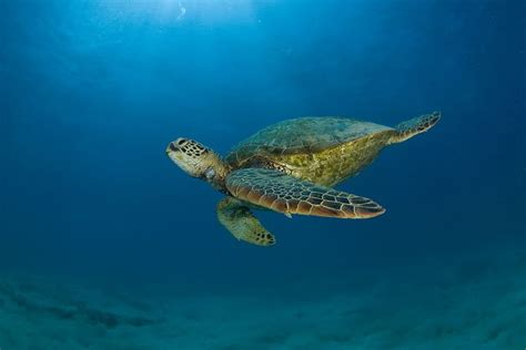 14 Best Pfpanimals Images On Pinterest Sea Turtles