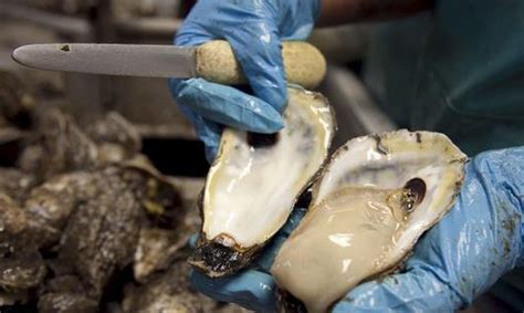 ¿te gustan las ostras pues están en peligro por el cambio climático primera hora