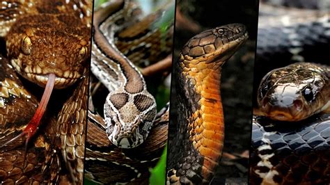 Deadliest Snakes In The World Ranking The Most Dangerous Snakes