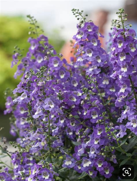 Angelonia Annual Zone 6and7 Shade Flowers Shade Plants Purple Flowers