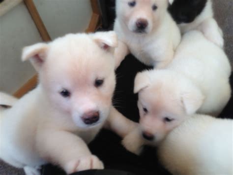 Find akita puppies for sale and dogs for adoption. Japanese Akita puppies for sale ONLY 1 LEFT | Wakefield ...