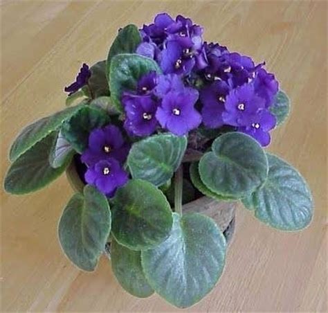 Balconiera rettangolare regolabile portavaso fioriera fiori vasi vaso fioriere. fiori da vaso - Fiorista