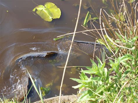 Fortpflanzungstrieb der fortpflanzungstrieb hat einen gewaltigen einfluss auf alle fische. Karpfen in der Laichzeit - 5 Tipps zum Angeln - BLINKER