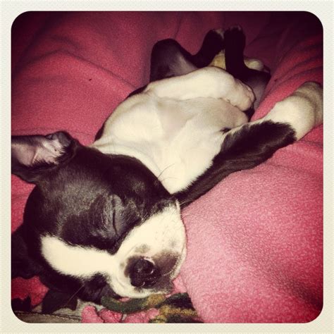 Adorable He Makes Naps Look Good Cute Dogs Boston Terrier