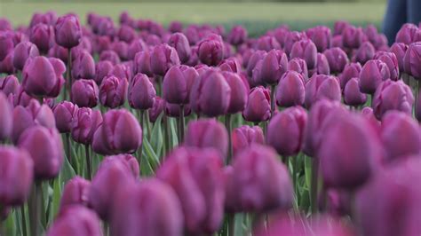 Fotos Gratis Campo Flor Púrpura Pétalo Tulipán Primavera