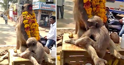 Baby Monkey Filmed Clinging Onto Its Dead Mothers Body At Roadside