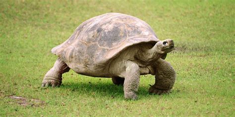 The Difference Between Turtles And Tortoises Knowledgenuts