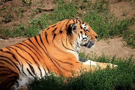 Tiger Big Cat Predator Free Photo On Pixabay