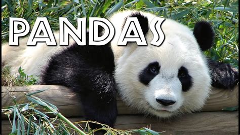 Top 10 Facts About Pandas Youtube