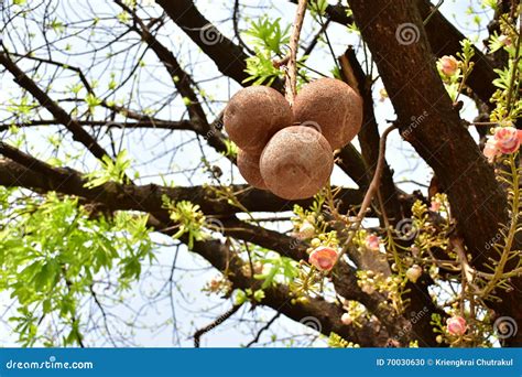 Shorea Robusta Sakhua Or Shala Tree Is A Species Of Tree Belonging To