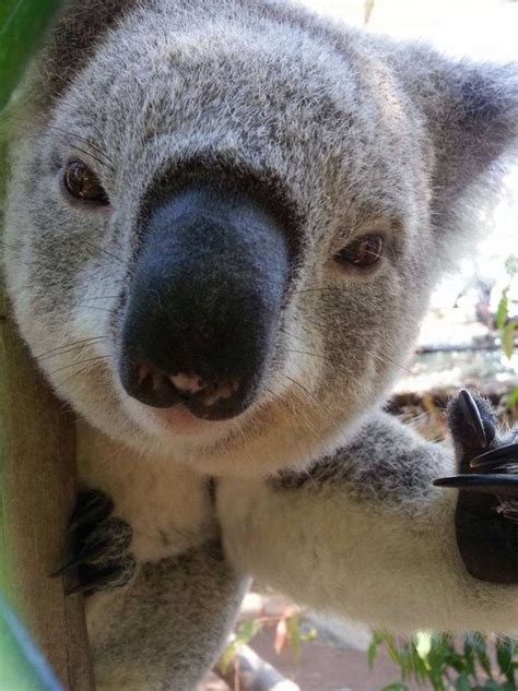 Smile Koala Koalas Animals Beautiful