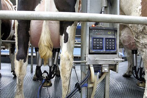 once a day milking the most feasible option for fragmented dairy farm expansion agriland ie