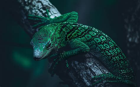 Download Wallpaper 2560x1600 Lizard Reptile Green Widescreen 1610 Hd