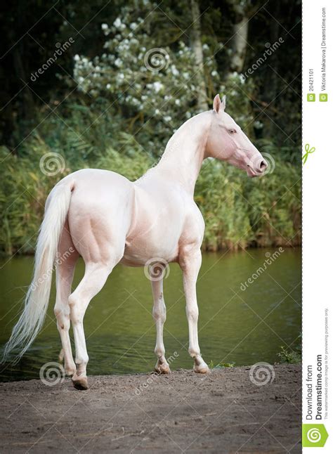 Retrato Do Garanhão De Cremello Akhal Teke Imagem De Stock Imagem De Fêmea Equestre 20421101