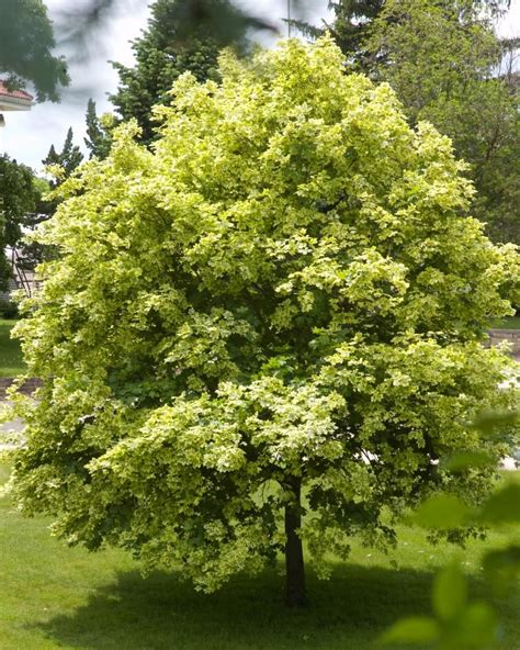 Fast Growing Trees Hgtv Best Shade Trees Fast Growing Trees Shade