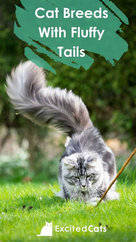 11 Cat Breeds With Fluffy Tails With Pictures Cat Breeds Fluffy