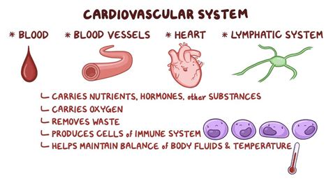 Cardiovascular System Structure And Function Osmosis Video Library