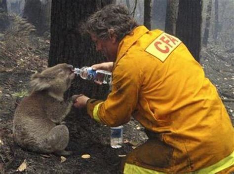 Koala Rescued From Australias Wildfire Wasteland Los Angeles Times
