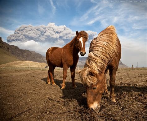 Icelandic Horses And Their Haircuts Dystalgia Aurel Manea