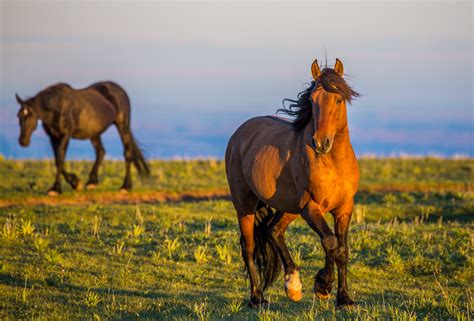 Government plan to manage wild horse populations comes under fire 