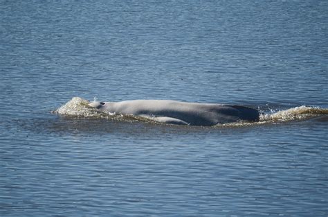 In The News Adn As Endangered Beluga Whales Head Up The Kenai River