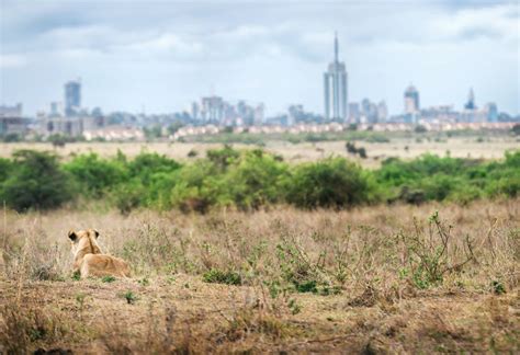 1 Day Nairobi National Park Safari In Kenya African Safari Tours