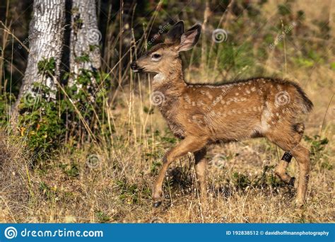 White Tailed Deer Fawn Cute Baby Animal Stock Photo Image Of Animal