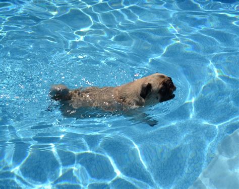Pin On Pugs Swimming Pug
