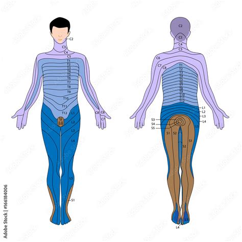 Dermatome Stock Illustration Adobe Stock