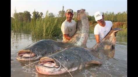 Vegans can clam down, there's nothing fishy about a pint of guinness as manufacturers diageo announced that fish bladders are no longer being used in its production. CATFISH IN SPINNING MONSTER RECORD OVER 250 POUNDS by YURI ...