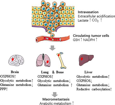 Frontiers The Metabolic Mechanisms Of Breast Cancer Metastasis