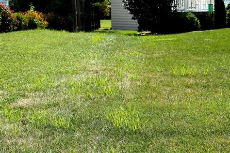 To prevent yellow nutsedge from resprouting, these nutlets must be removed from the soil or killed with herbicide. Yellow Nutsedge