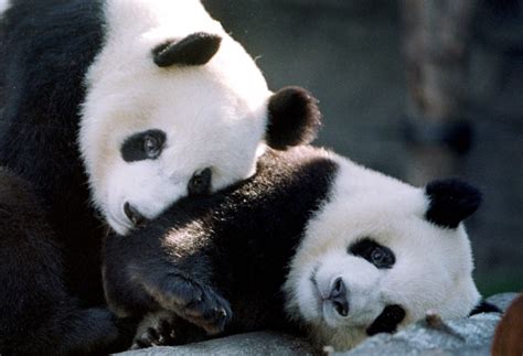 Giant Panda Gives Birth At Atlanta Zoo
