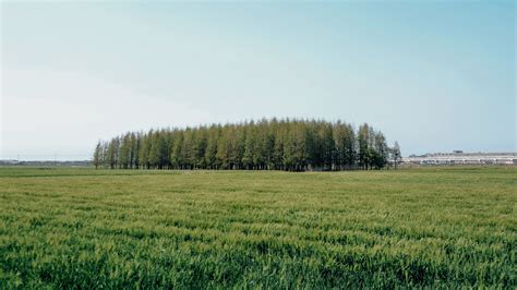 Green Grass Field Trees Under Blue Sky Hd Nature Wallpapers Hd