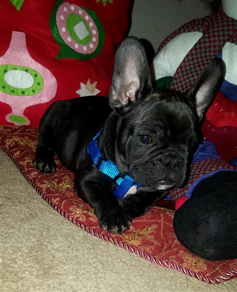 Our breeder referral members are highly respected members of the bulldog club of america. French Bulldog Puppies For Sale | Las Vegas, NV #259320