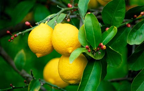 When Life Gives You Lemons - Six Ways to Use Lemon Citrus | Edible DIY ...
