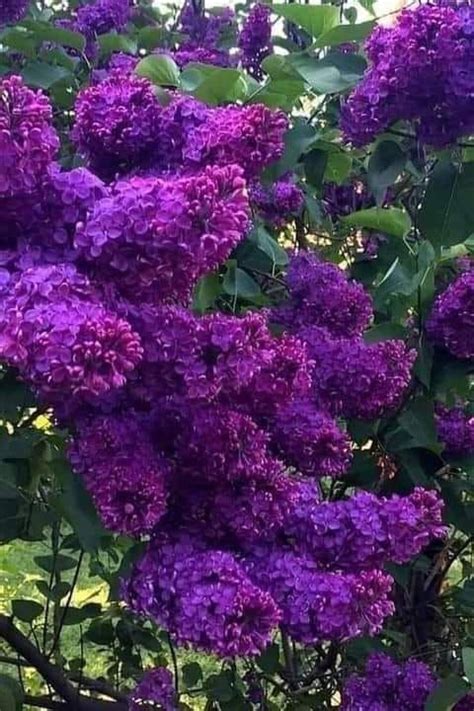 25 Dark Purple Lilac Seeds Tree Fragrant Flowers Perennial Flower 361