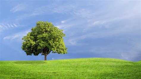 Tree Growing On A Green Hill With The Sun And Clouds Background
