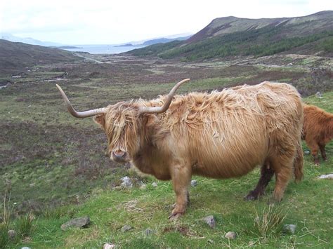 Flickriver Photoset Highland Cattle Heilan Coo Cattle By Allanmaciver