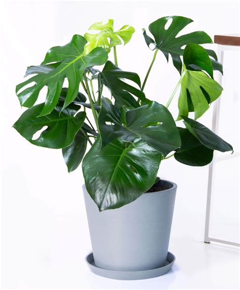 Best Houseplant For Beginners The Monstera Curbed