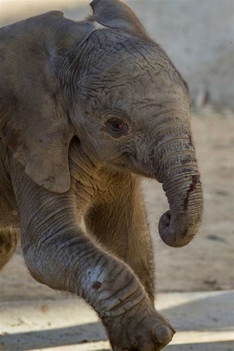 Its A Girl African Elephant Newborn On Exhibit At San Diego Zoo